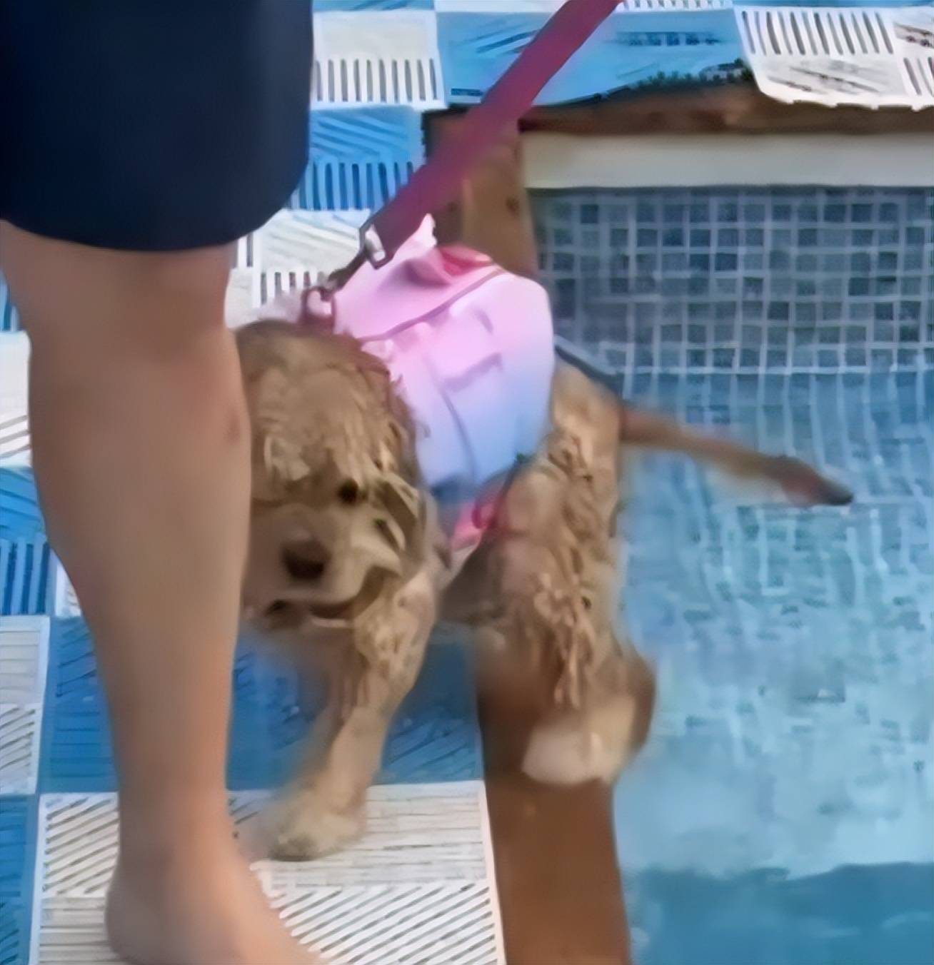 曝光神秘老公赖柏霖罕见出镜状态超绝开元棋牌谁慕了!乔欣南非vlog(图2) 曝光神秘老公赖柏霖罕见出镜状态超绝开元棋牌谁慕了!乔欣南非vlog(图2)